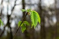 Young green leaves of Carpinus betulus, the European or common hornbeam. Beautiful twigs on blurred brown spring background. Royalty Free Stock Photo