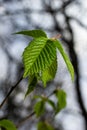 Young green leaves of Carpinus betulus, the European or common hornbeam. Beautiful twigs on blurred brown spring background. Royalty Free Stock Photo