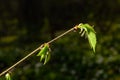 Young green leaves of Carpinus betulus, the European or common hornbeam. Beautiful twigs on blurred brown spring background. Royalty Free Stock Photo