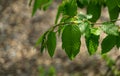 Young green leaves of Carpinus betulus, the European or common hornbeam. Beautiful twigs on blurred brown spring background Royalty Free Stock Photo