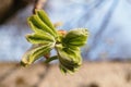 Young green leaves of chestnut on a tree Royalty Free Stock Photo