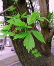 Young green leaves of a chestnut on a tree Royalty Free Stock Photo