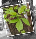 Young green leaves of a chestnut on a tree Royalty Free Stock Photo