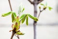 Young green leaves of conker tree in spring Royalty Free Stock Photo