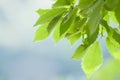 Young green leaves in early summer sunlight