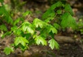 Young green leaves of Field maple maple Acer Campestre. Delicate maple twigs on blurred brown spring background Royalty Free Stock Photo