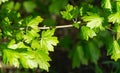 Young green leaves of Field maple maple Acer Campestre. Delicate maple twigs on blurred spring background. Royalty Free Stock Photo