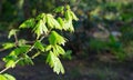 Young green leaves of Field maple maple Acer Campestre. Delicate maple twigs on blurred spring background. Nature concept Royalty Free Stock Photo