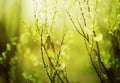 Young green leaves grow on the thin branches of the bushes and willow flowers bloom on a sunny spring day. Nature comes to life in Royalty Free Stock Photo