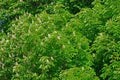 Young green leaves horse chestnut tree Royalty Free Stock Photo