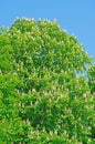 Young green leaves horse chestnut tree Royalty Free Stock Photo