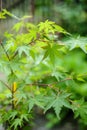 The young green leaves of Japanese maple tree. Shallow depth of field Royalty Free Stock Photo