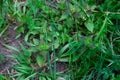 Young green leaves Lamiaceae white, or deaf nettle. grass, top view in spring