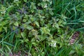 Young green leaves Lamiaceae white, or deaf nettle. grass, top view in spring