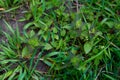 Young green leaves Lamiaceae white, or deaf nettle. grass, top view in spring