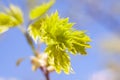 Young green leaves of the maple tree Royalty Free Stock Photo