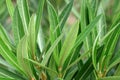 Young green leaves of Nerium oleander close up. An evergreen poisonous shrub. Texture