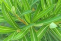 Young green leaves of Nerium oleander close up. An evergreen poisonous shrub. Texture