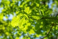 Young green leaves of oak. Royalty Free Stock Photo