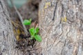 Young green leaves on an old tree. The structure of the tree bark. Close-up, nature in detail Royalty Free Stock Photo