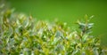 Young green leaves of spirea natural background.