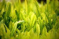 Young green leaves, springtime, growing grass. Royalty Free Stock Photo