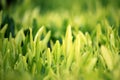 Young green leaves, springtime, growing grass. Royalty Free Stock Photo