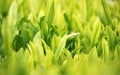 Young green leaves, springtime, growing grass. Royalty Free Stock Photo