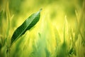 Young green leaves, springtime, growing grass. Royalty Free Stock Photo