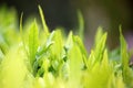 Young green leaves, springtime, growing grass. Royalty Free Stock Photo