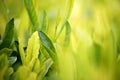 Young green leaves, springtime, growing grass. Royalty Free Stock Photo