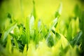 Young green leaves, springtime, growing grass. Royalty Free Stock Photo