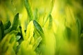 Young green leaves, springtime, growing grass. Royalty Free Stock Photo