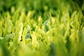 Young green leaves, springtime, growing grass. Royalty Free Stock Photo