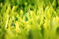 Young green leaves, springtime, growing grass. Royalty Free Stock Photo