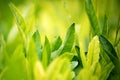 Young green leaves, springtime, growing grass. Royalty Free Stock Photo