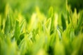 Young green leaves, springtime, growing grass. Royalty Free Stock Photo