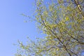 Young green leaves on a tree bloom under the rays of the spring bright sun, against the blue sky, the beauty of nature Royalty Free Stock Photo