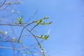 young green leaves on a tree bloom under the rays of the spring bright sun, against the blue sky, the beauty of nature, Royalty Free Stock Photo