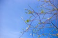 young green leaves on a tree bloom under the rays of the spring bright sun, against the blue sky, the beauty of nature, Royalty Free Stock Photo