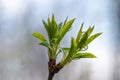 Young green leaves on a tree branch on a natural light background. The concept of spring awakening of nature. Royalty Free Stock Photo