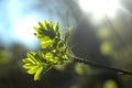 Young green leaves on a tree branch under the rays of the spring sun Royalty Free Stock Photo