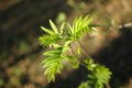 Young green leaves on a tree branch under the rays of the spring sun Royalty Free Stock Photo