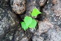 Young Green Leaves on a Tree Trunk Royalty Free Stock Photo