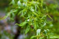 Young green leaves of the willow Royalty Free Stock Photo