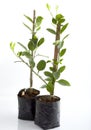 Young green lemon tree Royalty Free Stock Photo