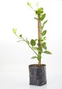 Young green lemon tree Royalty Free Stock Photo