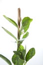 young green lemon tree Royalty Free Stock Photo