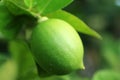 Young green lemon on a tree closeup.  View on fresh green lemons hanging from branch with green leaves. Royalty Free Stock Photo