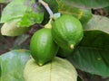 young green lemons or citrons Royalty Free Stock Photo